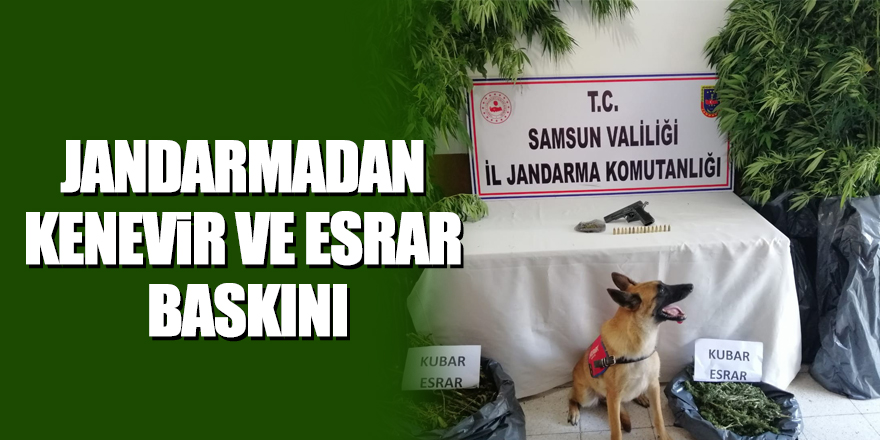 Jandarmadan kenevir ve esrar baskını     