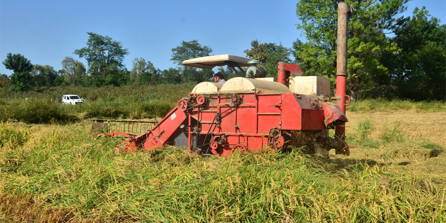 Pirinç diyarı Terme’de çeltik hasadı başladı