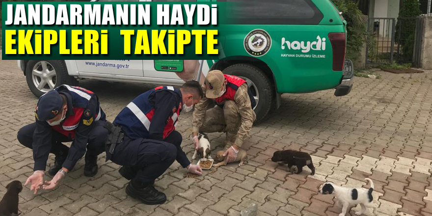 Samsun'da Jandarmanın HAYDİ ekipleri  takipte