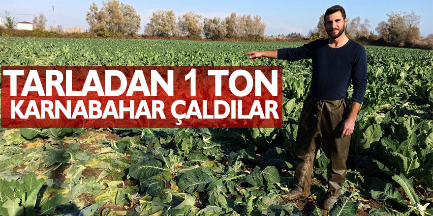 Tarladan 1 ton karnabahar çaldılar