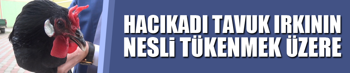 Hacıkadı tavuk ırkının nesli tükenmek üzere