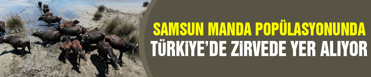 Samsun manda popülasyonunda Türkiye’de zirvede yer alıyor