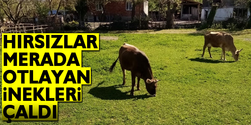 Samsun'da hırsızlar merada otlayan inekleri çaldı
