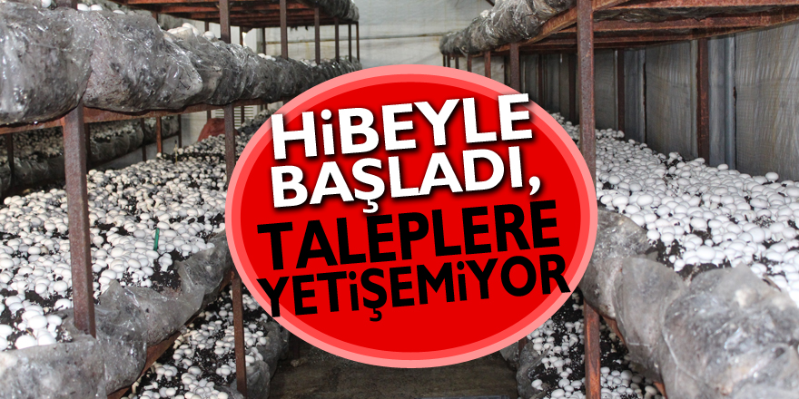 Hibeyle başladı, taleplere yetişemiyor