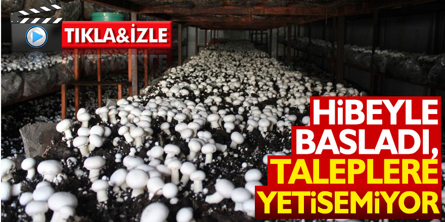 Hibeyle başladı, taleplere yetişemiyor