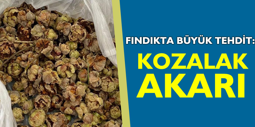 FINDIKTA BÜYÜK TEHDİT: KOZALAK AKARI