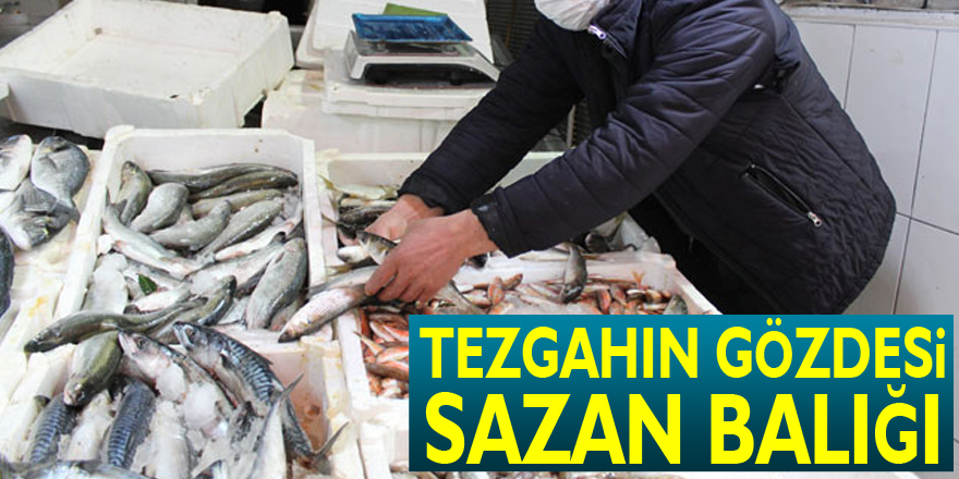 TEZGAHIN GÖZDESİ SAZAN BALIĞI