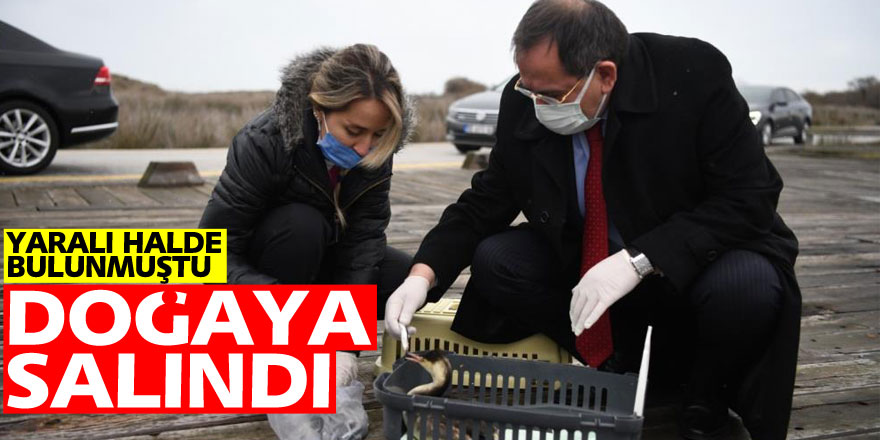 Yaralı halde bulanan ördek tedavi edilerek doğaya salındı