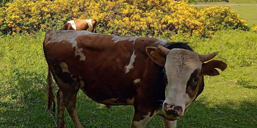 Hayvanlarını kayıt altına aldırmayanlara ‘hayvan başına ceza’ uygulaması