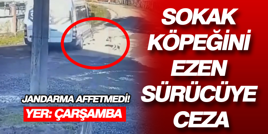 Sokak köpeğini ezen sürücüye ceza