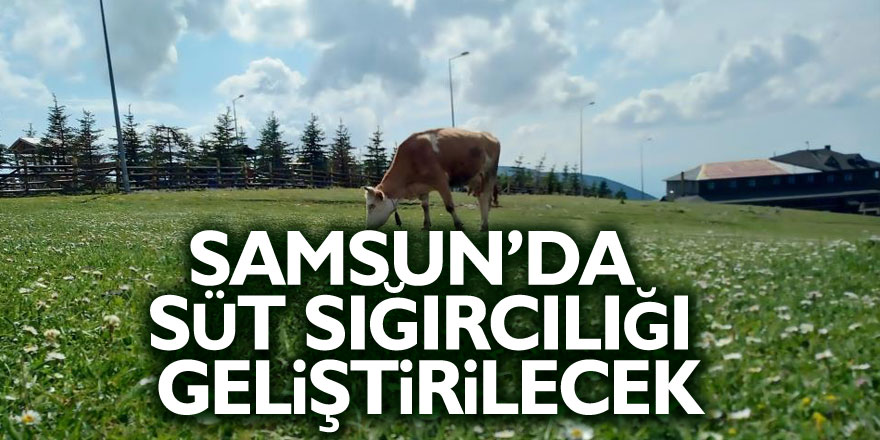 Samsun’da süt sığırcılığı geliştirilecek