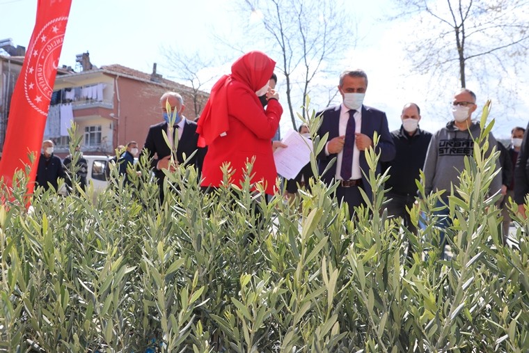 Samsun’da 7 bin 500 zeytin fidanı dikildi: Zeytincilik yeniden canlanıyor