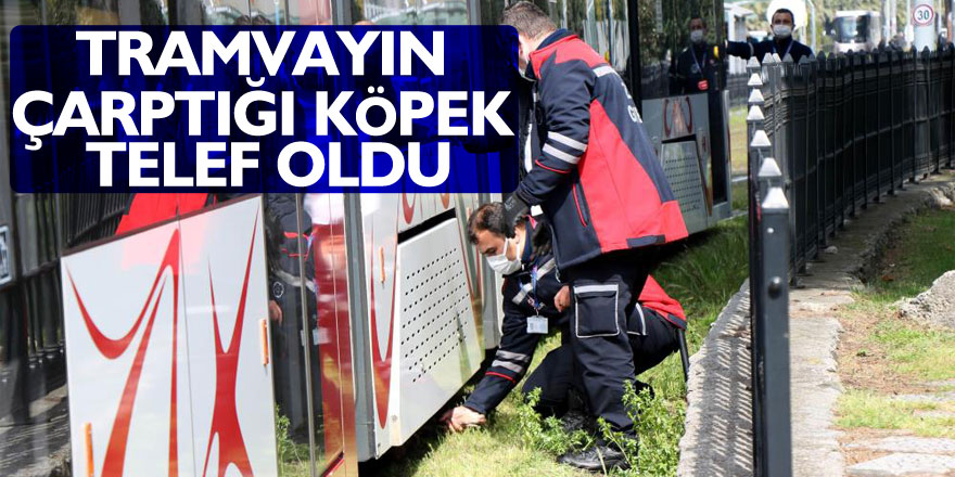 Tramvayın çarptığı köpek telef oldu