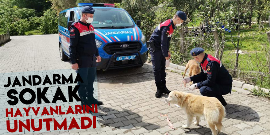 VEFA  SOSYAL DESTEK GRUBUNDAN JANDARMA SOKAK HAYVANLARINI UNUTMADI