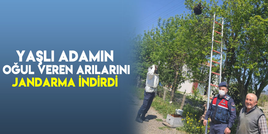 Yaşlı adamın oğul veren arılarını jandarma indirdi