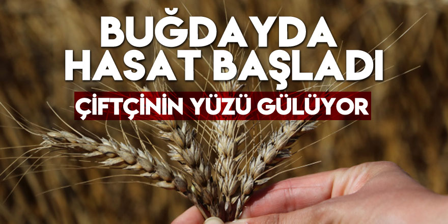 Buğdayda hasat başladı, çiftçinin yüzü gülüyor