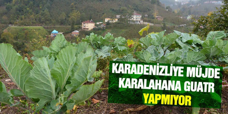 Karadenizliye müjde: Karalahana guatr yapmıyor