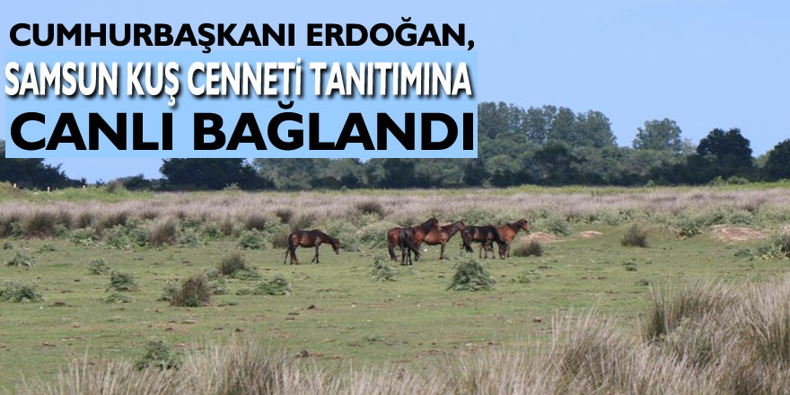 Cumhurbaşkanı Erdoğan, Samsun Kuş Cenneti tanıtımına canlı bağlandı