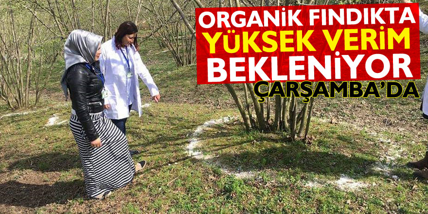 ORGANİK FINDIKTA YÜKSEK VERİM BEKLENİYOR