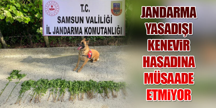 Jandarma Yasadışı Kenevir Hasadına Müsaade Etmiyor 