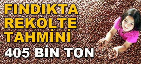 Fındık rekolte tahmini 405 bin ton