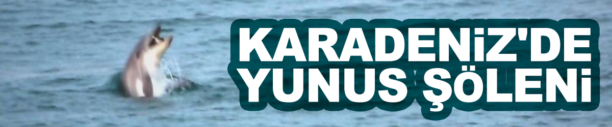 Karadeniz'de yunus şöleni