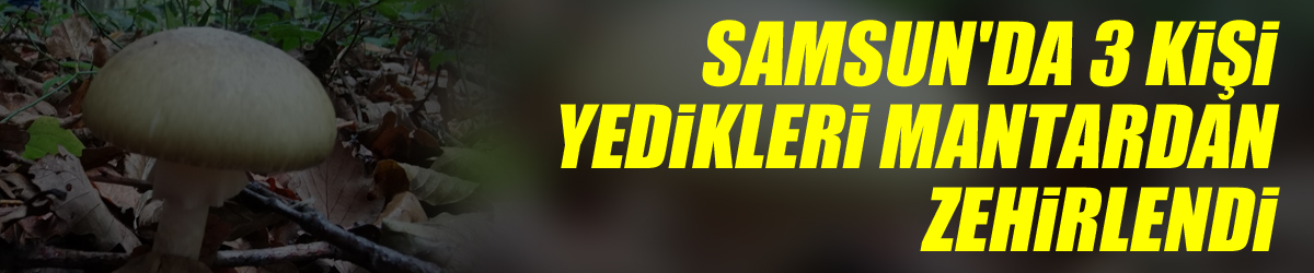 Samsun'da 3 kişi yedikleri mantardan zehirlendi