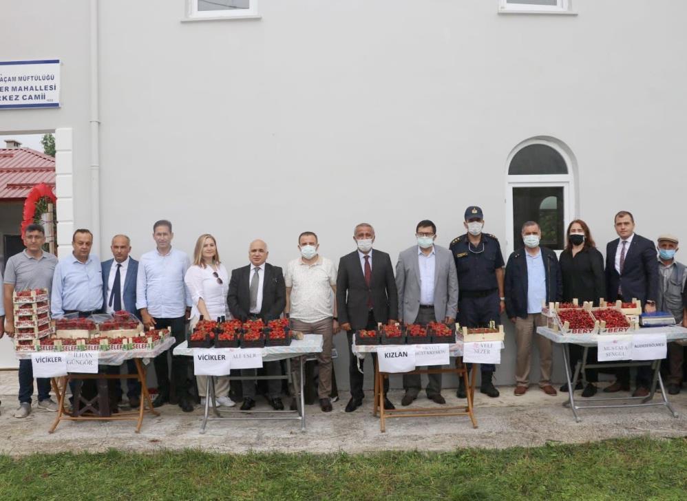 Samsun'da çilek üretimi yaygınlaşıyor