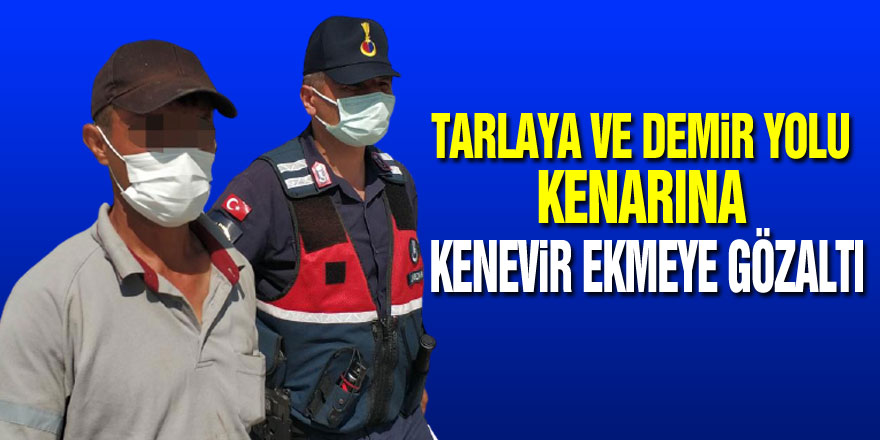 Samsun'da tarlaya ve demir yolu kenarına kenevir ekmeye gözaltı