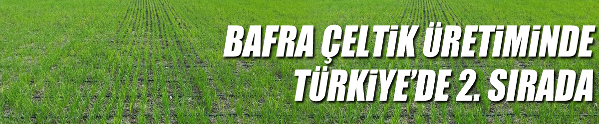 Bafra çeltik üretiminde Türkiye’de 2. sırada