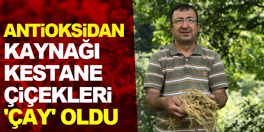 Antioksidan kaynağı kestane çiçekleri 'çay' oldu