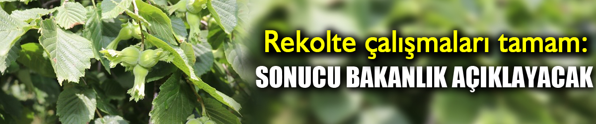 Samsun’un fındık rekolte çalışmaları tamam: Sonucu bakanlık açıklayacak