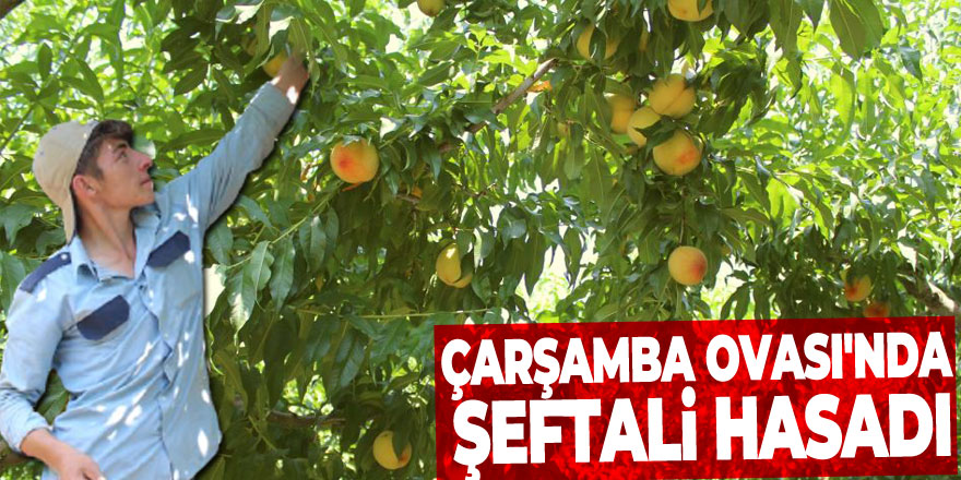 Çarşamba Ovası'nda şeftali hasadı