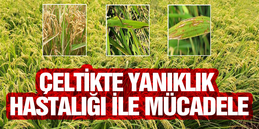 Çeltikte yanıklık hastalığı ile mücadele