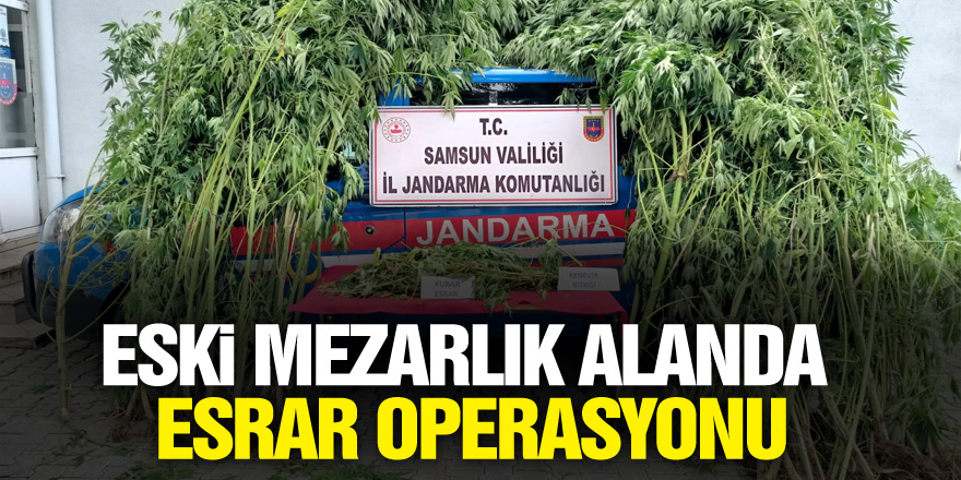 Eski mezarlık alanda esrar operasyonu