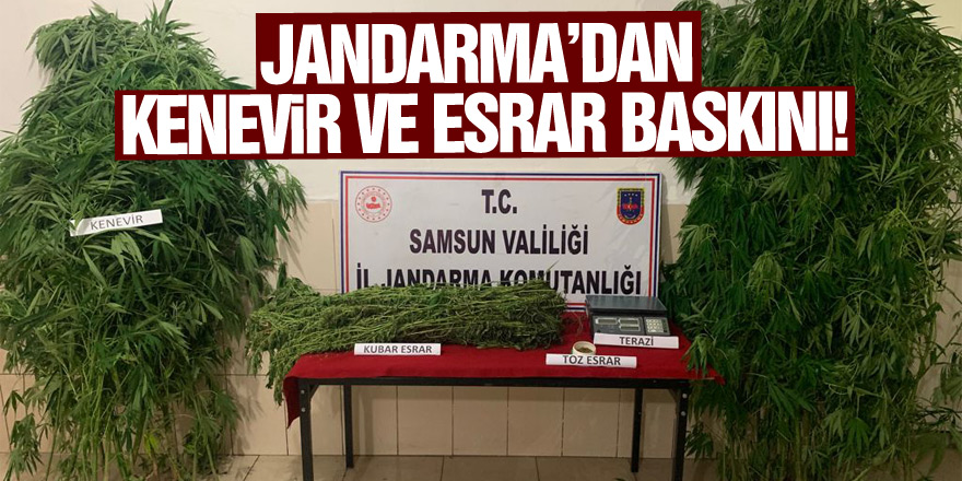 Jandarma’dan kenevir ve esrar baskını!