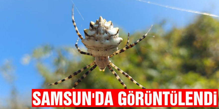 Samsun'da "argiope lobata" örümceği görüntülendi