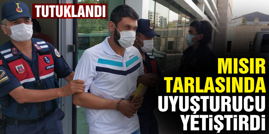 Mısır tarlasında uyuşturucu yetiştiren şahıs tutuklandı