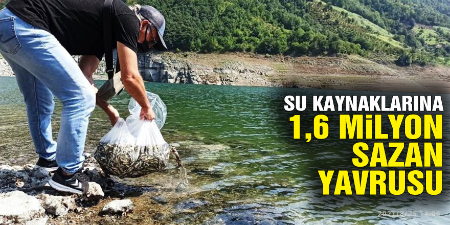 Samsun’da su kaynaklarına 1,6 milyon sazan yavrusu