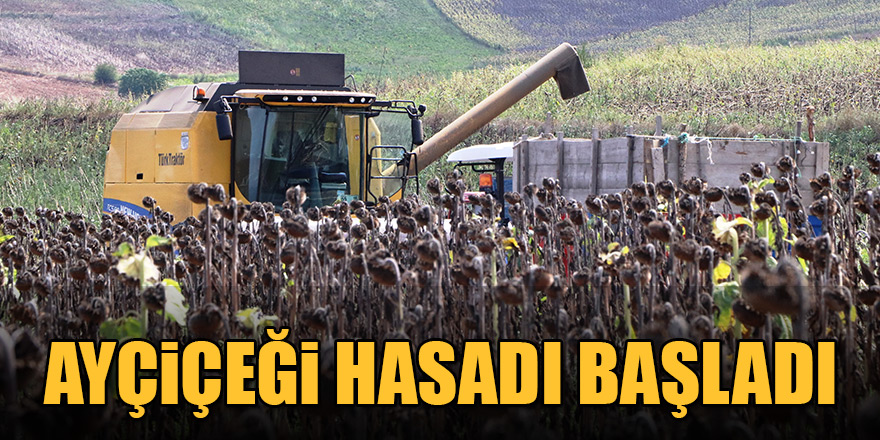 Ayçiçeği hasadı başladı 