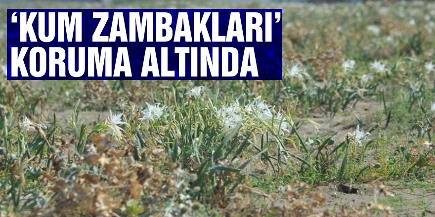 ‘Kum zambakları’ koruma altında