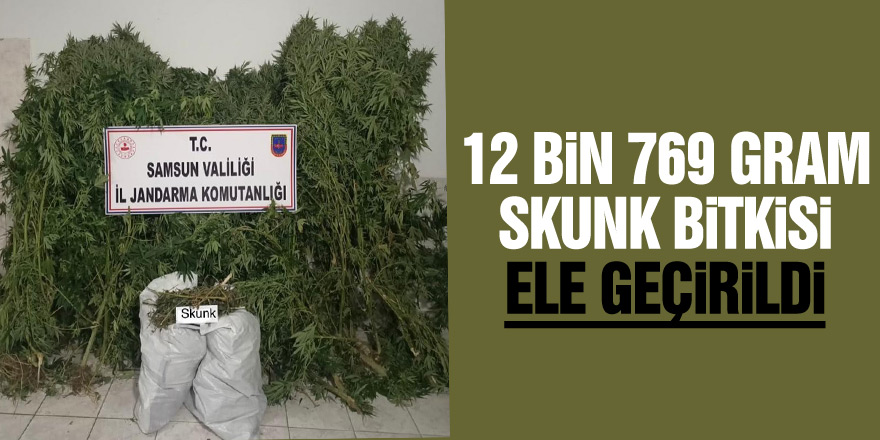 Bafra'da 12 bin 769 gram skunk bitkisi ele geçirildi