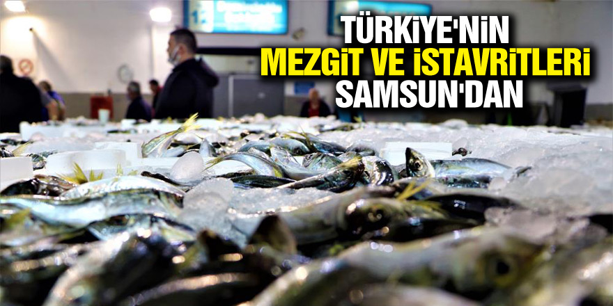 Türkiye'nin mezgit ve istavritleri Samsun'dan