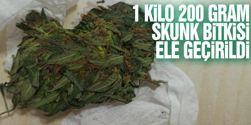 Samsun'da 1 kilo 200 gram skunk bitkisi ele geçirildi