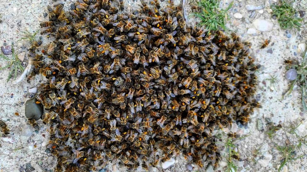 Kenevirin, arı katili "varroa"dan koruduğu ortaya çıktı 