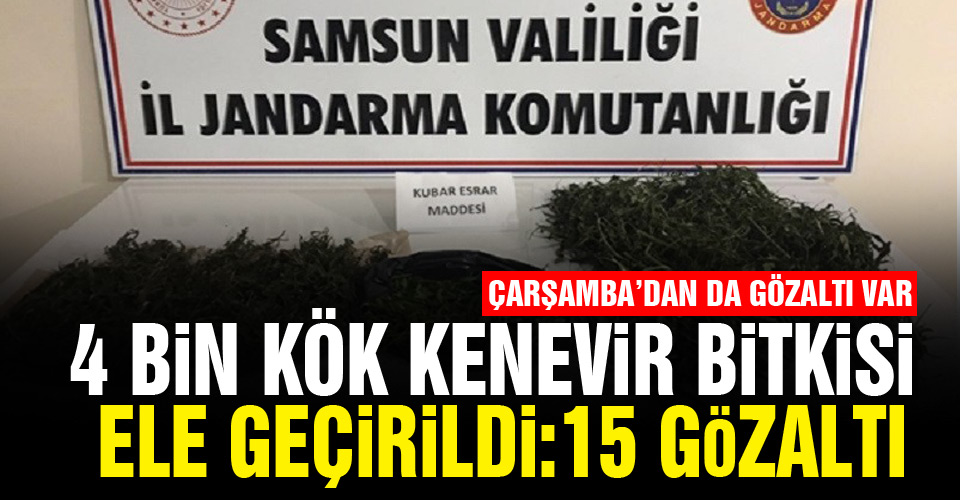 Samsun’da 5,1 kilo kubar esrar ve 4 bin kök kenevir bitkisi ele geçirildi: 15 gözaltı