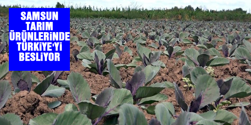 Samsun tarım ürünlerinde Türkiye'yi besliyor