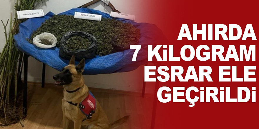 Ahırda 7 Kilogram Esrar Ele Geçirildi