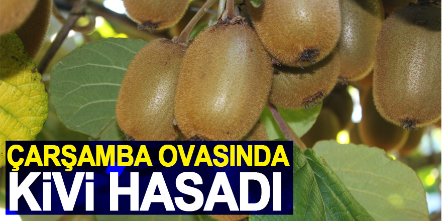 ÇARŞAMBA OVASINDA KİVİ HASADI