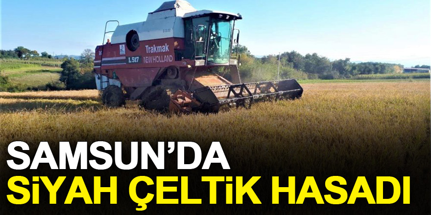 Samsun’da siyah çeltik hasadı